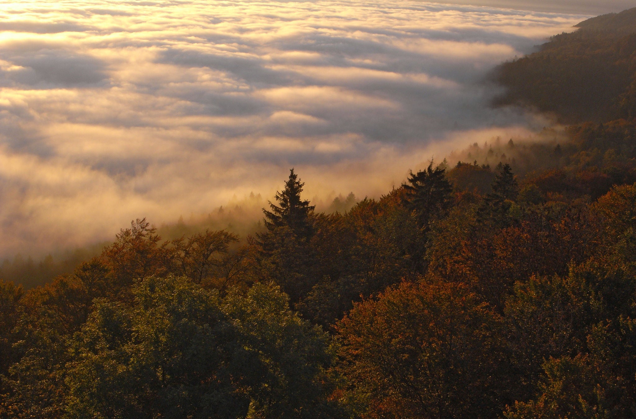 Aussicht über den Sihlwald, der teils unter dem Nebelmeer liegt.