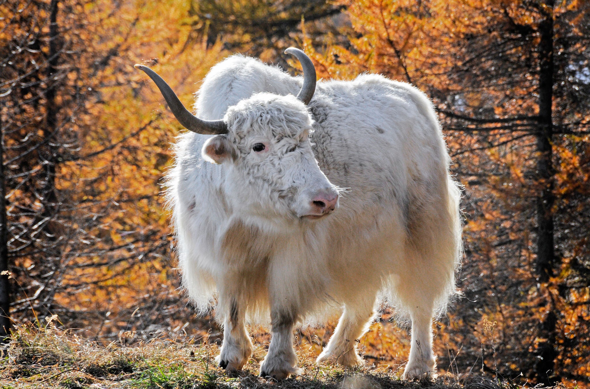 Büffel in Zoo Zürich