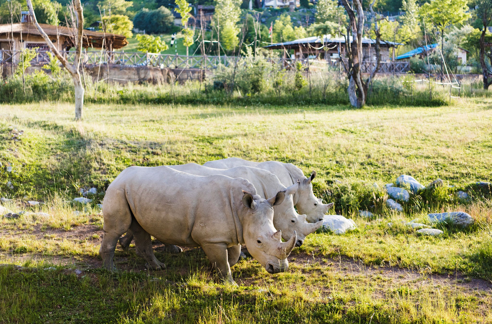 Nashörner in der Lewa Svanne im Zoo Zürich